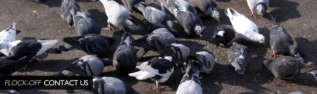 Flock Off Bird Deterrent Ltd Contact Us