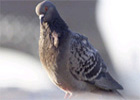 Feral Pigeons